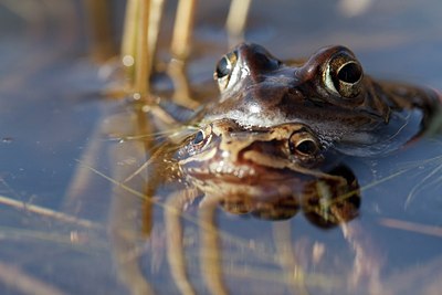 BUITEN BEELD Foto: 161726