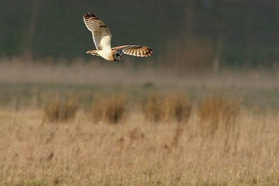 BUITEN BEELD Foto: 161732