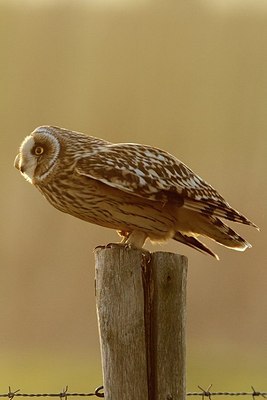 BUITEN BEELD Foto: 161736