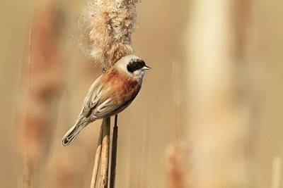 BUITEN BEELD Foto: 161768