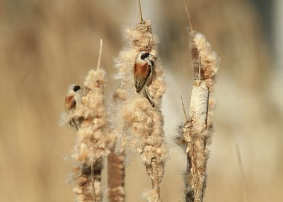 BUITEN BEELD Foto: 161770