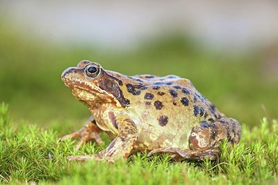 BUITEN BEELD Foto: 161784