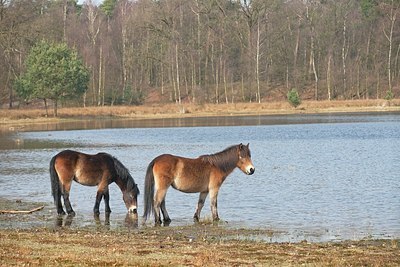 BUITEN BEELD Foto: 161821