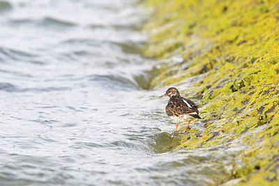 BUITEN BEELD Foto: 161823