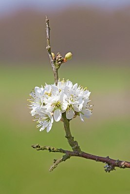 BUITEN BEELD Foto: 161827