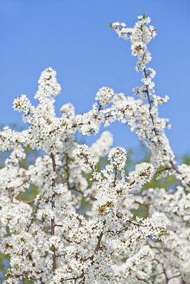 BUITEN BEELD Foto: 161828