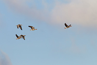BUITEN BEELD Foto: 161839