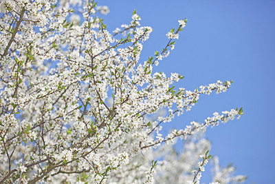 BUITEN BEELD Foto: 161840