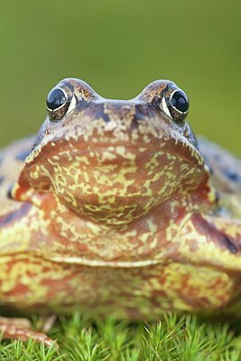 BUITEN BEELD Foto: 161855