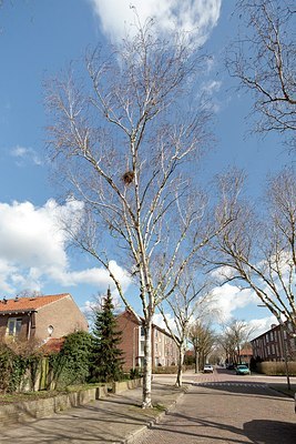 BUITEN BEELD Foto: 161865