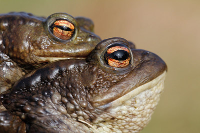 BUITEN BEELD Foto: 161876