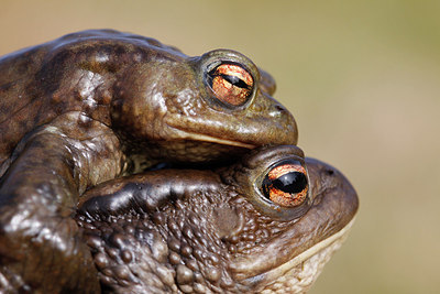 BUITEN BEELD Foto: 161877