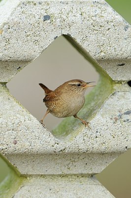 BUITEN BEELD Foto: 161904