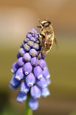 BUITEN BEELD Foto: 162000