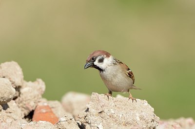 BUITEN BEELD Foto: 162026