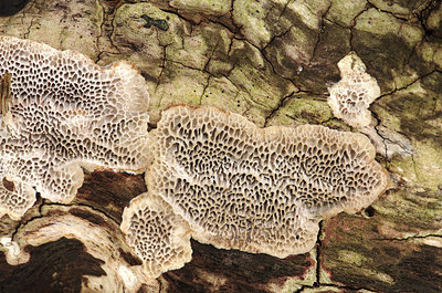BUITEN BEELD Foto: 162098