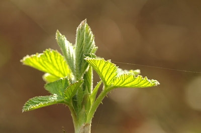 BUITEN BEELD Foto: 162110