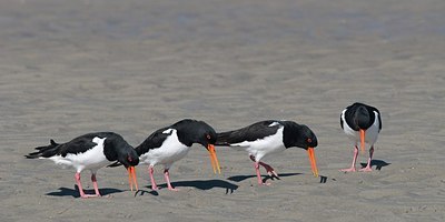 BUITEN BEELD Foto: 162112