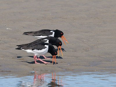 BUITEN BEELD Foto: 162131