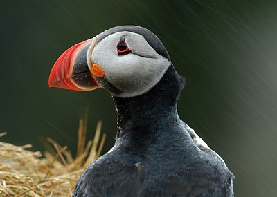 BUITEN BEELD Foto: 162142