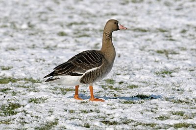 BUITEN BEELD Foto: 162143