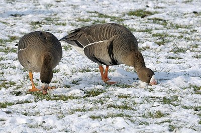 BUITEN BEELD Foto: 162147