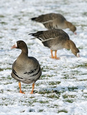 BUITEN BEELD Foto: 162148