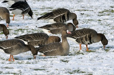 BUITEN BEELD Foto: 162149