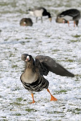 BUITEN BEELD Foto: 162186