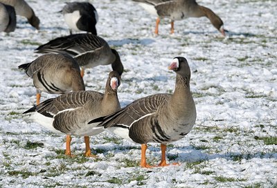 BUITEN BEELD Foto: 162207