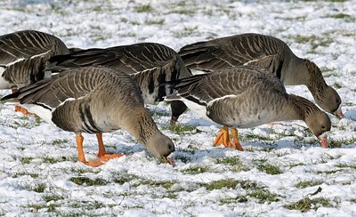 BUITEN BEELD Foto: 162209