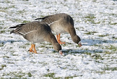 BUITEN BEELD Foto: 162212