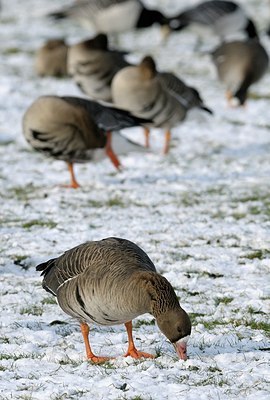 BUITEN BEELD Foto: 162291