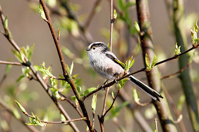 BUITEN BEELD Foto: 162324
