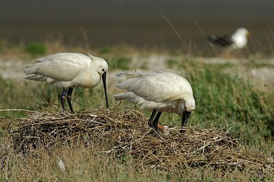 BUITEN BEELD Foto: 162360