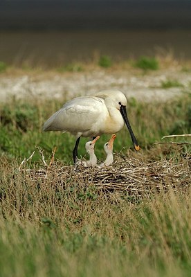 BUITEN BEELD Foto: 162361