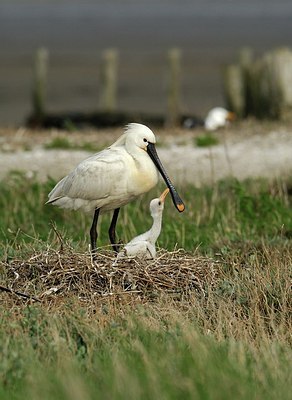 BUITEN BEELD Foto: 162362