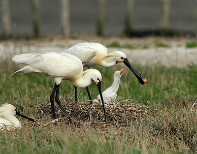 BUITEN BEELD Foto: 162363