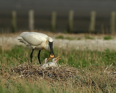 BUITEN BEELD Foto: 162365