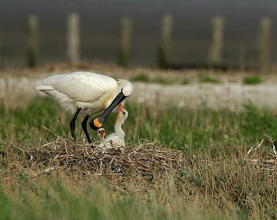 BUITEN BEELD Foto: 162366