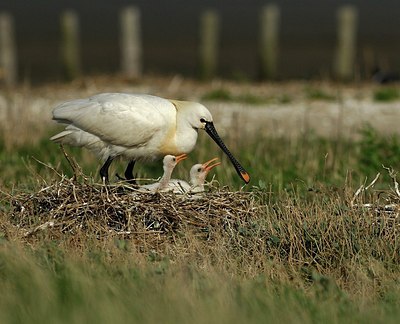 BUITEN BEELD Foto: 162367