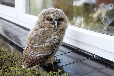 BUITEN BEELD Foto: 162414