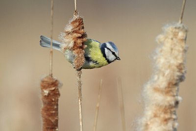 BUITEN BEELD Foto: 162420