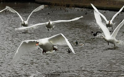 BUITEN BEELD Foto: 162461