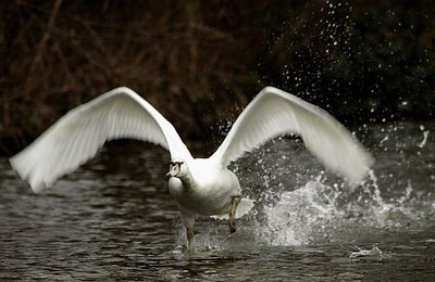 BUITEN BEELD Foto: 162462