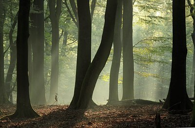 BUITEN BEELD Foto: 162485