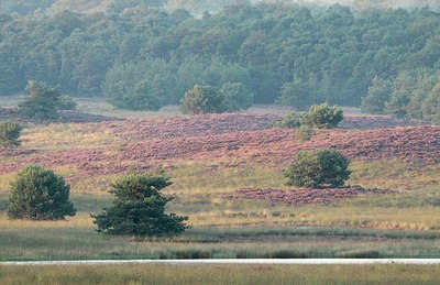 BUITEN BEELD Foto: 162495