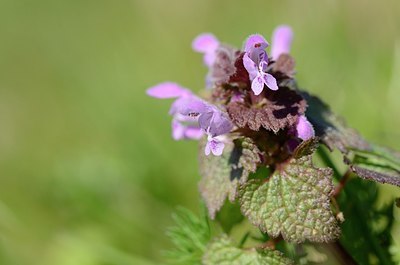 BUITEN BEELD Foto: 162512