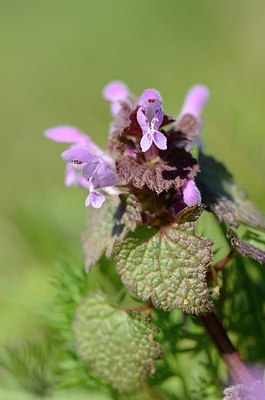 BUITEN BEELD Foto: 162514