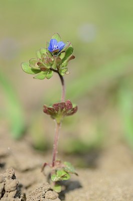 BUITEN BEELD Foto: 162527